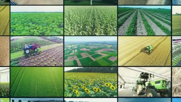 Videowand Für Die Agrarindustrie Landwirtschaftliche Video Multiscreen Collage Aus Videoclips — Stockvideo