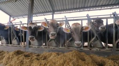 Ahırda bir sürü inek var. Bir sürü Brunschwitz ineği ahırda. İnekler ahırda saman yerler. Braunschwitz inekleriyle dolu büyük, modern bir ahır..