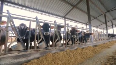 Ahırda bir sürü inek var. Bir sürü Brunschwitz ineği ahırda. İnekler ahırda saman yerler. Braunschwitz inekleriyle dolu büyük, modern bir ahır..