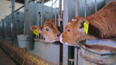 Şirin, küçük bir inek. Braunschwitz dana eti. Yavru inek, yaklaş..