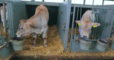 Şirin, küçük bir inek. Braunschwitz dana eti. Yavru inek, yaklaş..