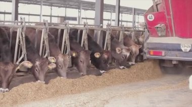 İnekler ahırda saman yerler. İnek saman yiyor. Ahırda bir sürü inek var. Bir sürü Brunschwitz ineği ahırda..