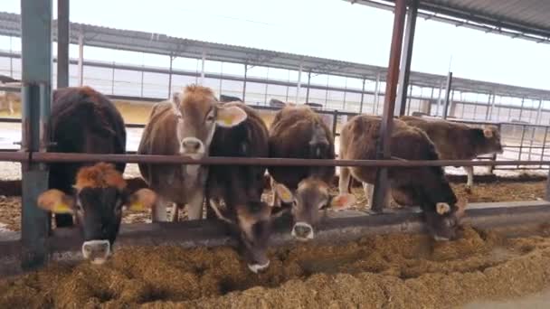 헛간에 슈비츠 있었죠 소들은 헛간에서 건초를 먹는다 브라운 슈비츠 젖소와 — 비디오