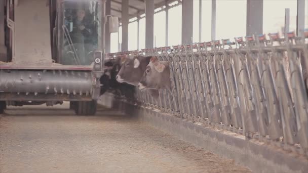 ファームクリーニング機器 バーの掃除 専門の農機具 大規模な近代農場 ファームクリーニングプロセス — ストック動画