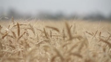 Buğdaylı tarla, Ukrayna. Ukrayna buğdayı. Olgun buğday yakın çekim