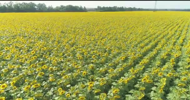 Sonnenblumenfeld Von Der Drohne Aus Gesehen Überfliegen Eines Sonnenblumenfeldes Sonnenblumen — Stockvideo