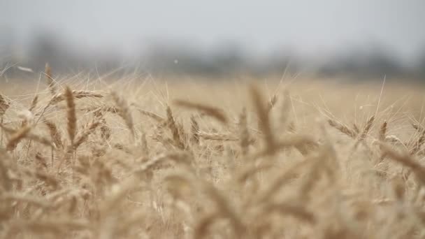 小麦でフィールド ウクライナ ウクライナの小麦 小麦のクローズアップを熟す — ストック動画