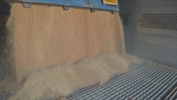 Carga Grano Silos Almacenamiento Hermoso Marco Trigo — Vídeos de Stock