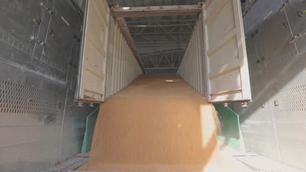 Skladiště Pšenicí Loading Wheat Warehouse Slow Motion — Stock video