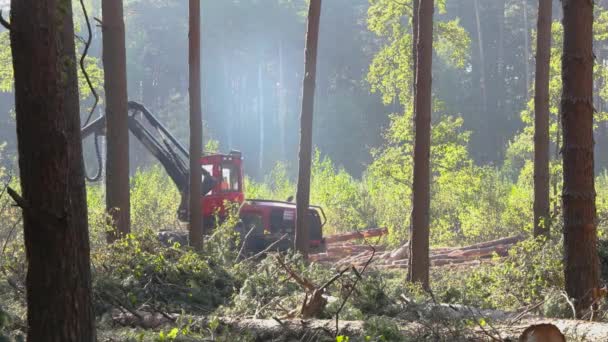 Cortadora Forestal Cosechadora Madera Tala Forestal Con Equipo Especial — Vídeos de Stock