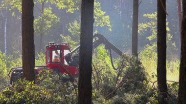 Orman kesme, kereste biçme, özel ekipmanla orman kesme..