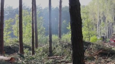 Kereste yükleme, kereste işleme, pençe ile kereste yükleme.