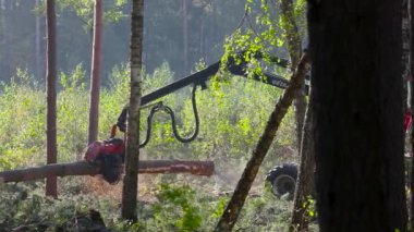 Orman kesme, kereste biçme, özel ekipmanla orman kesme.