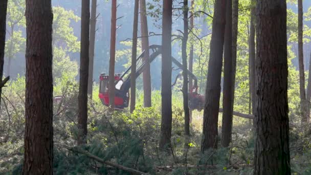 Corte Florestal Colheitadeira Madeira Corte Florestal Com Equipamento Especial — Vídeo de Stock