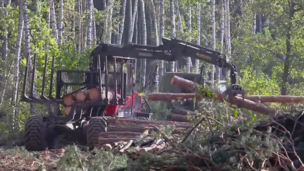 Carga Madera Procesamiento Madera Carga Madera Con Una Garra — Vídeo de stock