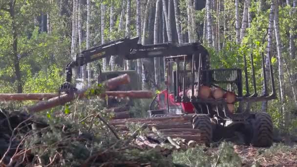 木材の積み込み 木材加工 爪での木材の積み込み — ストック動画