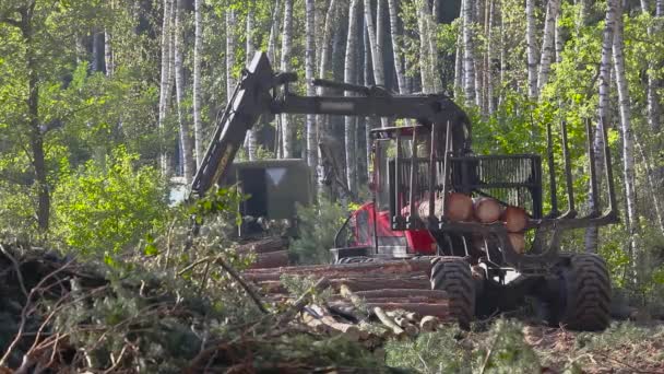 Carga Madera Procesamiento Madera Carga Madera Con Una Garra — Vídeo de stock