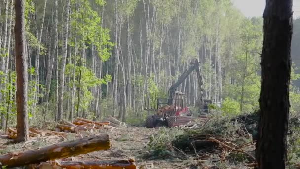 Załadunek Drewna Obróbka Drewna Załadunek Drewna Pazurami — Wideo stockowe