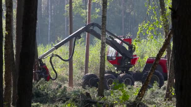 Holzeinschlag Holzerntemaschine Holzeinschlag Mit Spezialausrüstung — Stockvideo