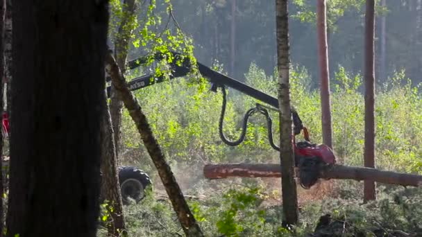 Sekání Lesa Těžba Dřeva Řezání Lesa Speciálním Vybavením — Stock video