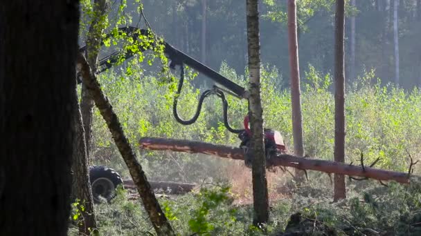 Лісозаготівля Лісозаготівля Лісозаготівля Спеціальним Обладнанням — стокове відео