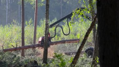 Orman kesme, kereste biçme, özel ekipmanla orman kesme.