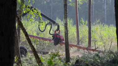 Orman kesme, kereste biçme, özel ekipmanla orman kesme.