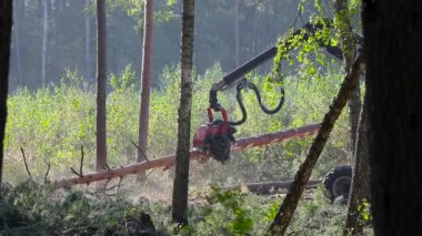 Orman kesme, kereste biçme, özel ekipmanla orman kesme.