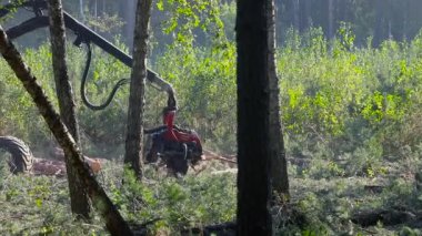 Orman kesme, kereste biçme, özel ekipmanla orman kesme.