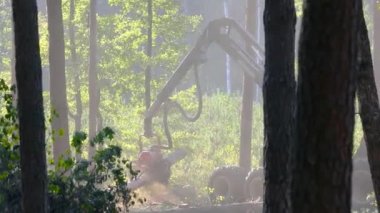 Orman kesme, kereste biçme, özel ekipmanla orman kesme.