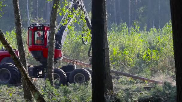 Cortadora Forestal Cosechadora Madera Tala Forestal Con Equipo Especial — Vídeos de Stock