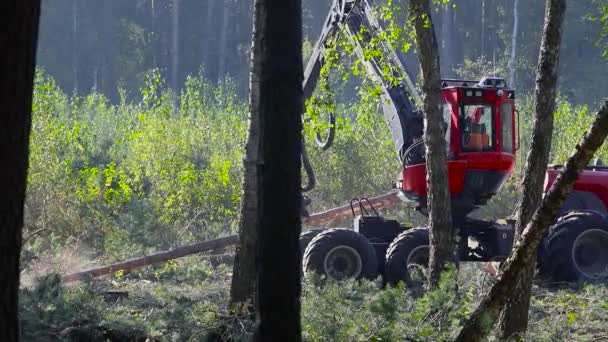 Skogsavverkning Skogsavverkning Skogsavverkning Med Särskild Utrustning — Stockvideo