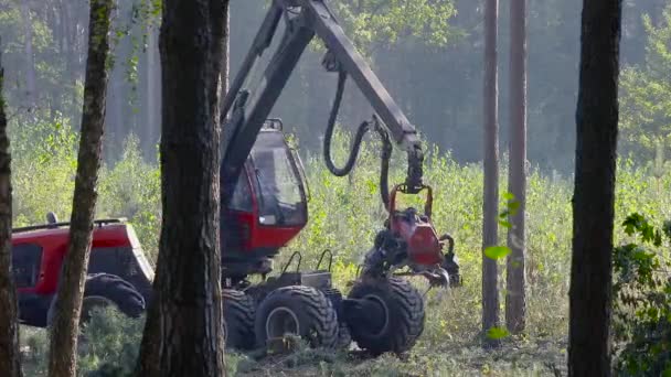 Cortadora Forestal Cosechadora Madera Tala Forestal Con Equipo Especial — Vídeos de Stock