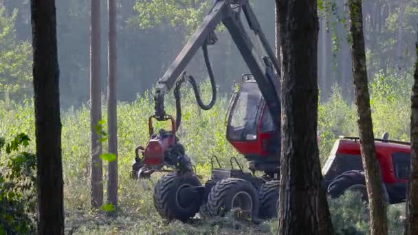 Forest Cutting Timber Harvester Forest Cutting Special Equipment — Stock Video