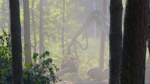 Cortadora Forestal Cosechadora Madera Tala Forestal Con Equipo Especial — Vídeos de Stock