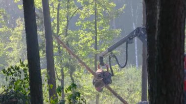 Orman kesme, kereste biçme, özel ekipmanla orman kesme.