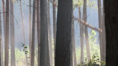 Orman kesme, kereste biçme, özel ekipmanla orman kesme.