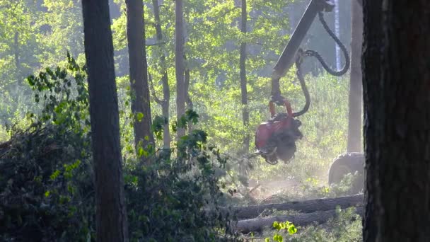 Holzeinschlag Holzerntemaschine Holzeinschlag Mit Spezialausrüstung — Stockvideo