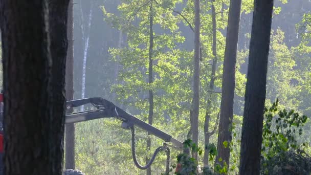 Sekání Lesa Těžba Dřeva Řezání Lesa Speciálním Vybavením — Stock video