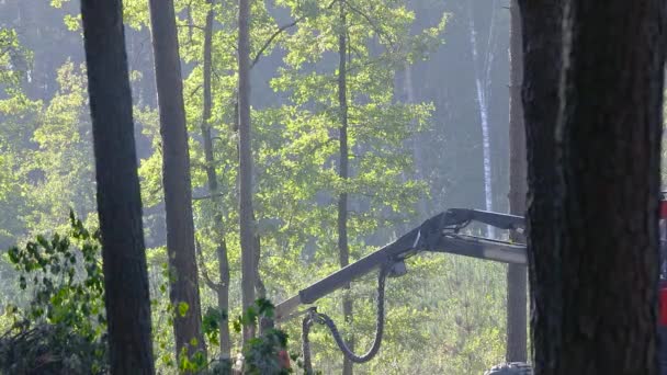 Wycinanie Lasów Kombajn Drewna Wycinanie Lasów Specjalnym Wyposażeniem — Wideo stockowe