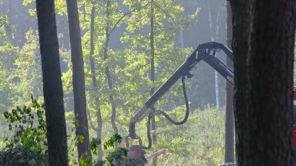 特別装備での森林伐採 木材収穫 森林伐採 — ストック動画