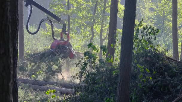 Raccoglitore Foreste Nella Fitta Foresta Lavoro Della Macchina Taglio — Video Stock