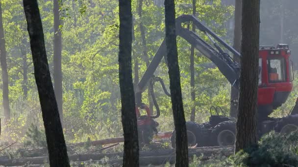 Cortadora Forestal Cosechadora Madera Tala Forestal Con Equipo Especial — Vídeo de stock