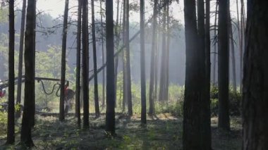 Orman kesme, kereste biçme, özel ekipmanla orman kesme.