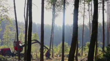 Orman kesme, kereste biçme, özel ekipmanla orman kesme.