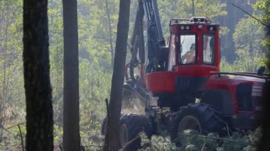 Orman kesme, kereste biçme, özel ekipmanla orman kesme.