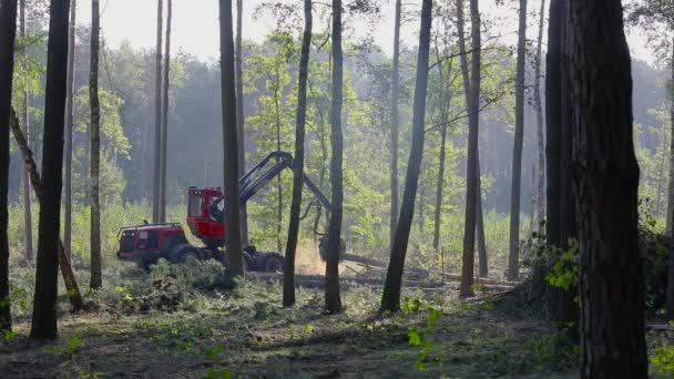 密林中的森林收割机 伐木机的工作 — 图库视频影像