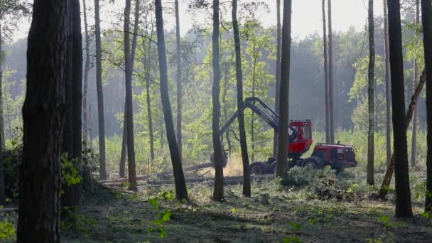 Cortadora Forestal Cosechadora Madera Tala Forestal Con Equipo Especial — Vídeos de Stock