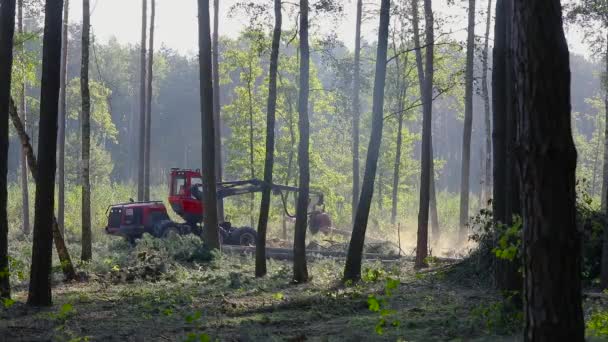Yoğun Ormandaki Orman Hasatçısı Ağaç Kesme Makinesinin Işi — Stok video