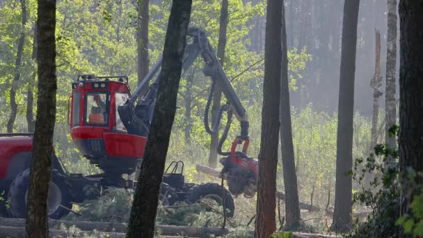 Récolteuse Forestière Dans Forêt Dense Travail Machine Pour Exploitation Forestière — Video